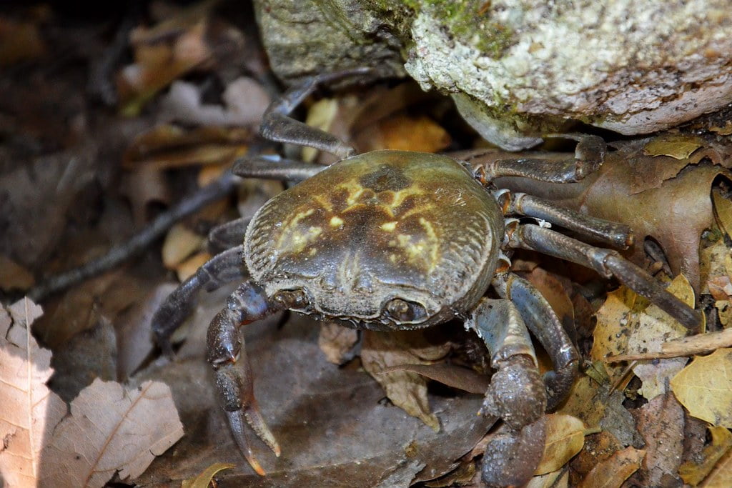 freshwater crab in Butterfly Valley