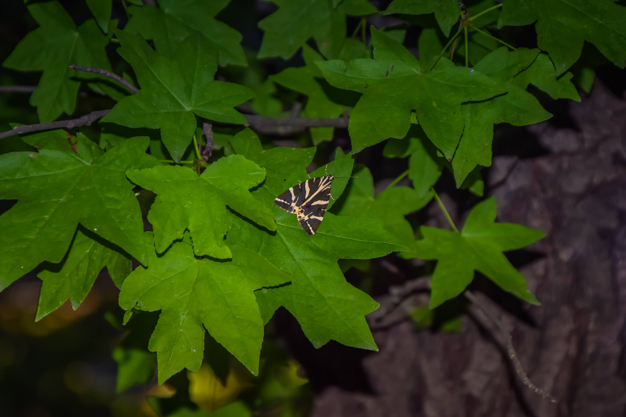 butterfly on leaves