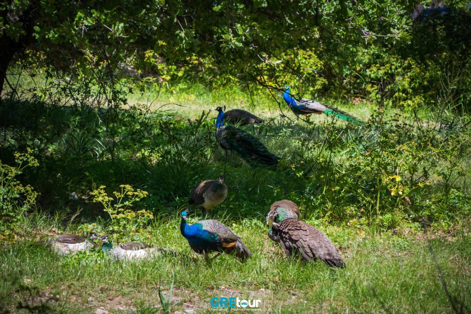 peacocks a filerimos hill