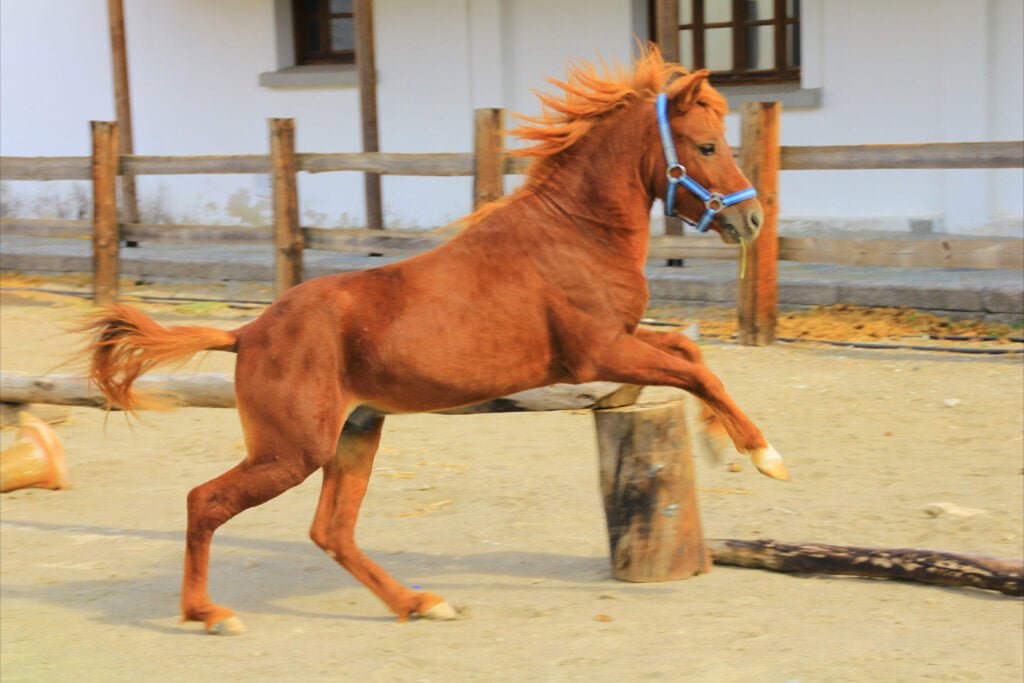 rhodian miniature horse